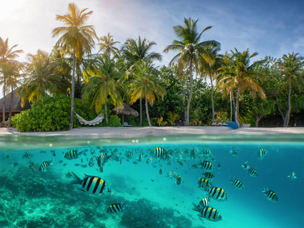 Undersea in the Seychelles