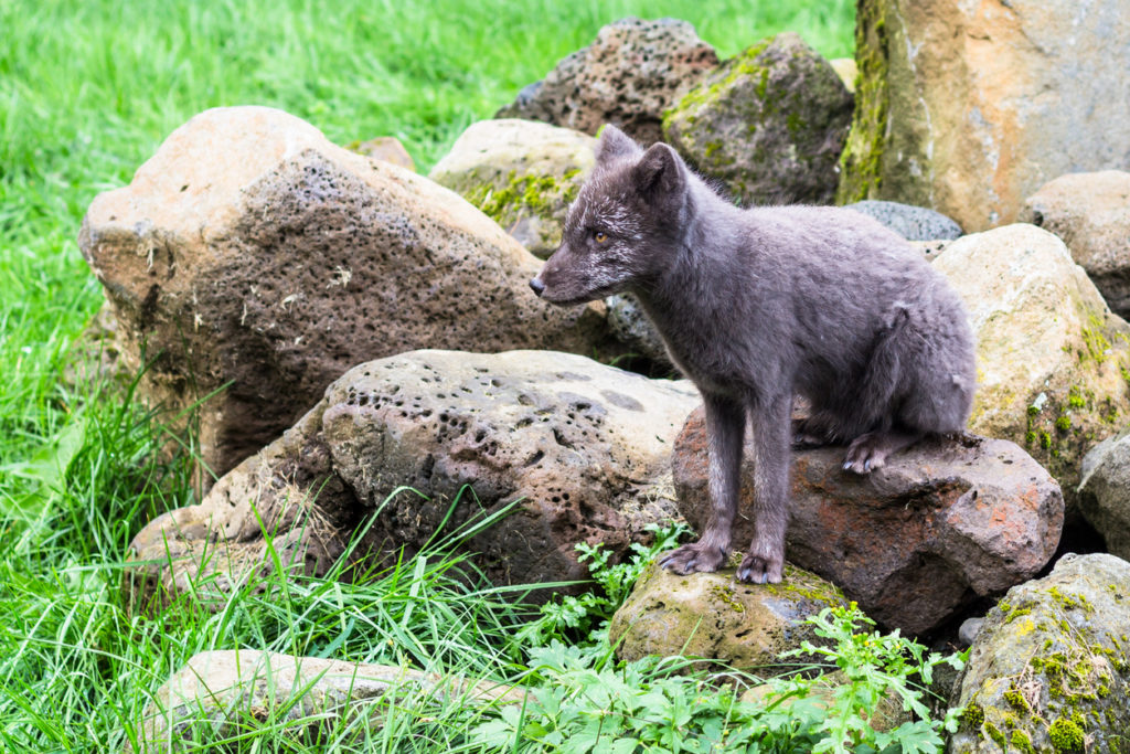 An arctic fox in Laugardalur valley