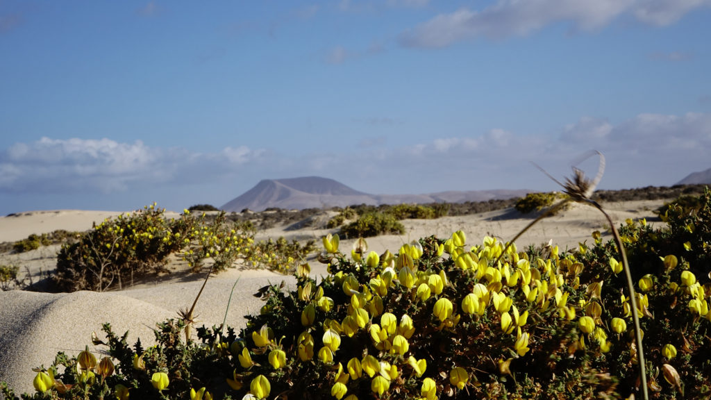 Corralejo Natural Park