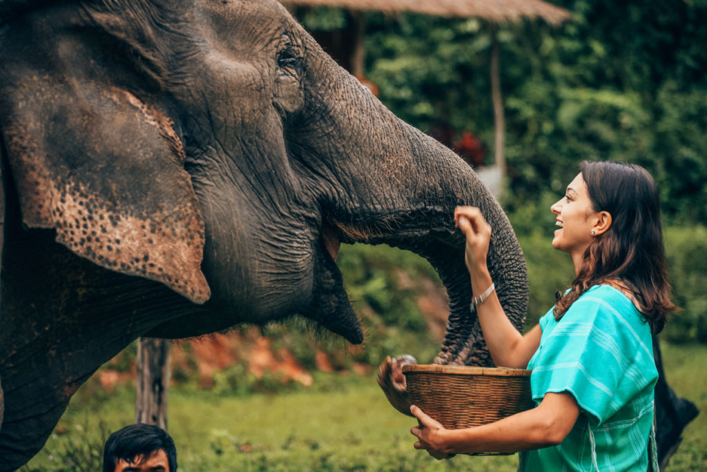 Elephants in Thailand