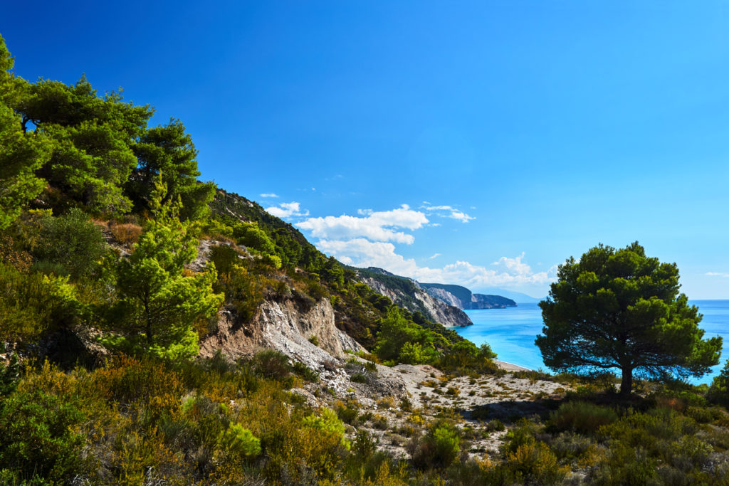 Pine trees on the cliffs of Lefkada