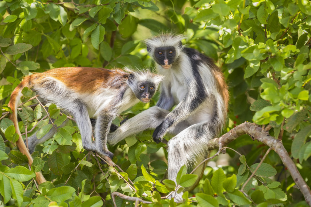 Red Colobuse Monkey in Jozani Forest