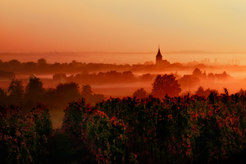 Sunset over the vineyards in the Loire Valley