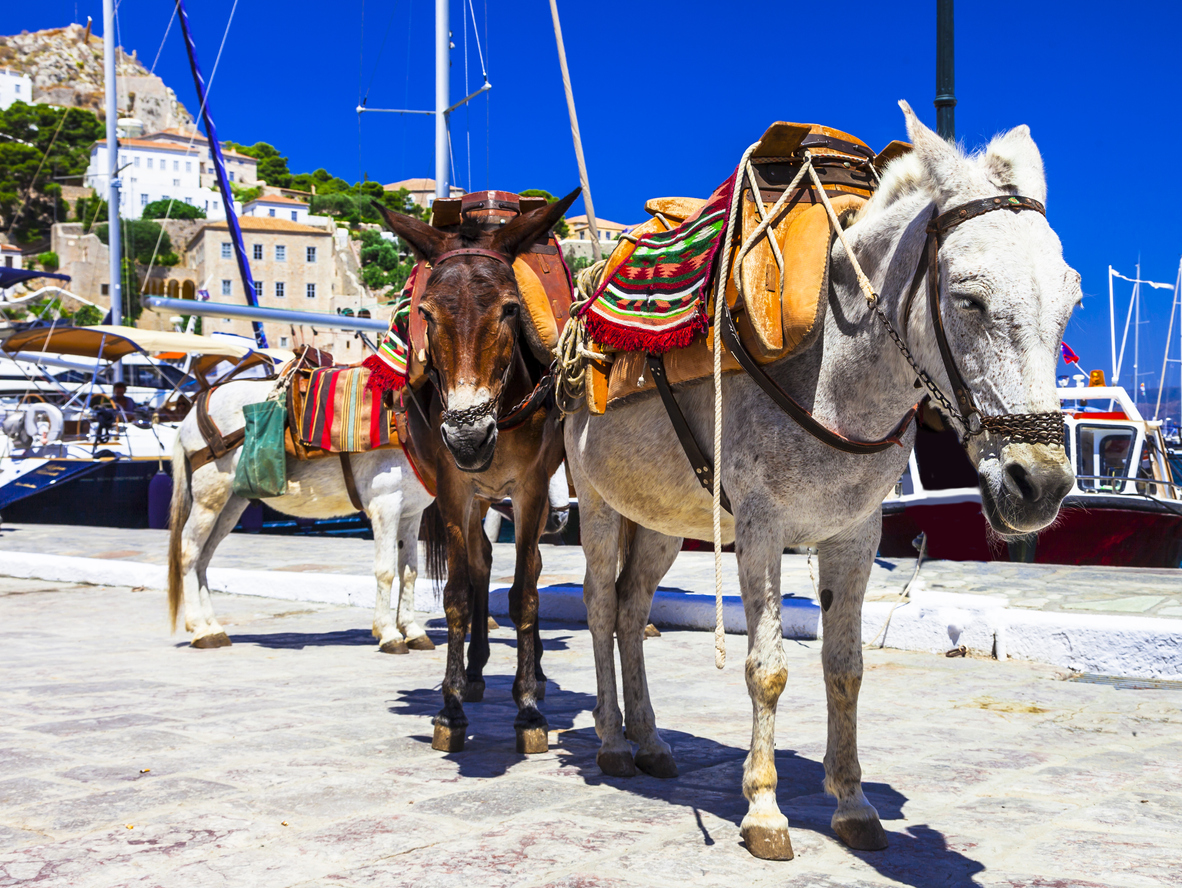 The Donkeys on Hydra Island