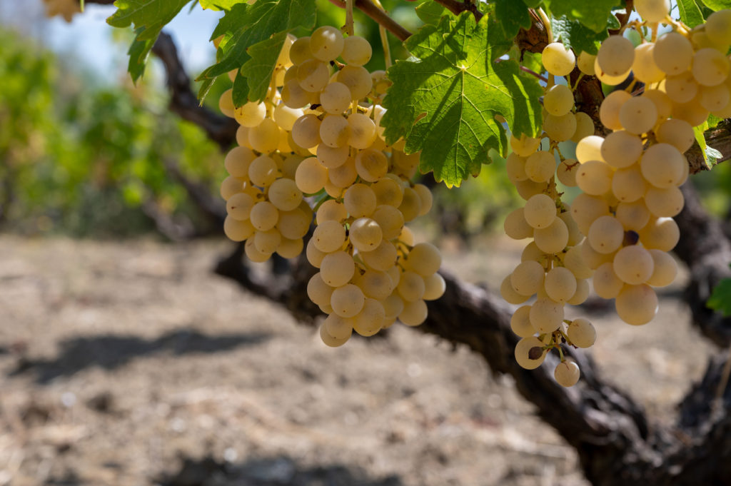 The grapes used by Cypriot vineyards