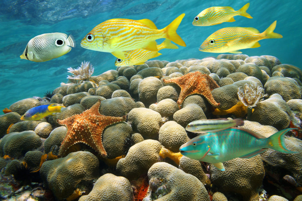 Underwater in the Caribbean sea