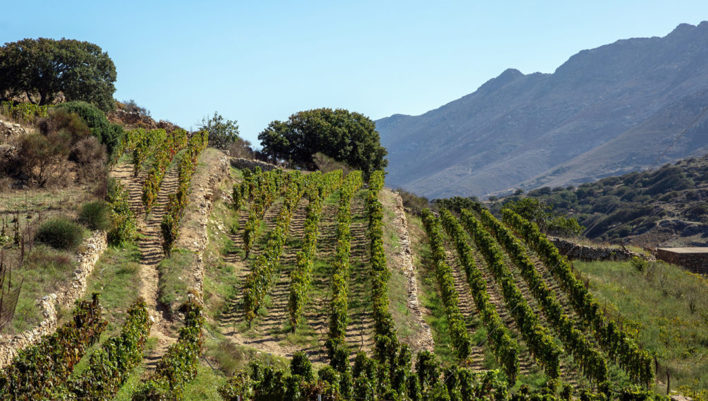 Vineyard in the rural countryside of Tinos Island