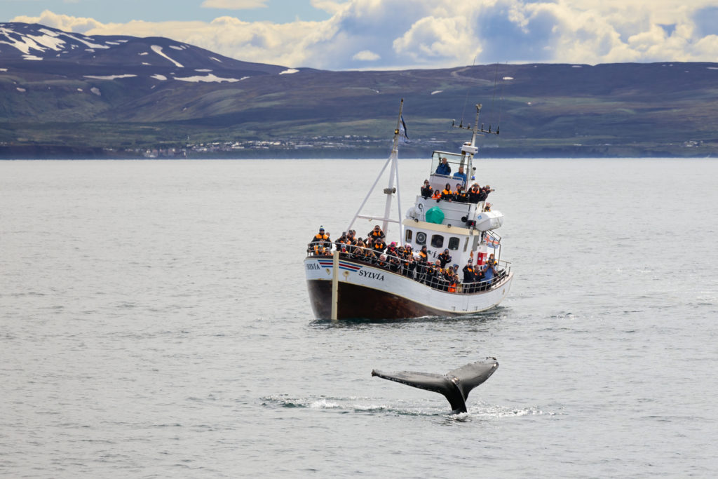 Whale watching of the coast of Iceland