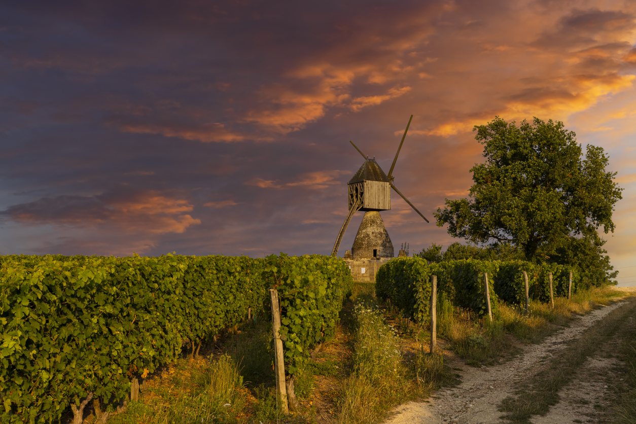 Windmill of La Tranchee and vineyard near Montsoreau