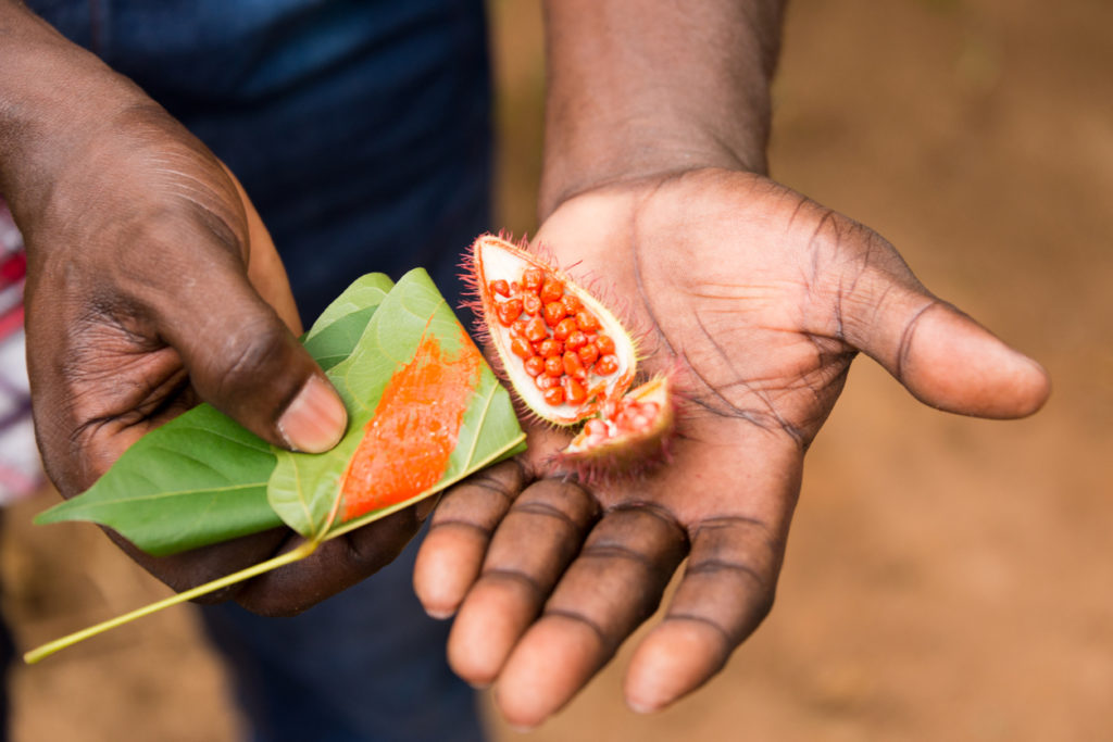 Zanzibar spice plantation presenting food colouring seed