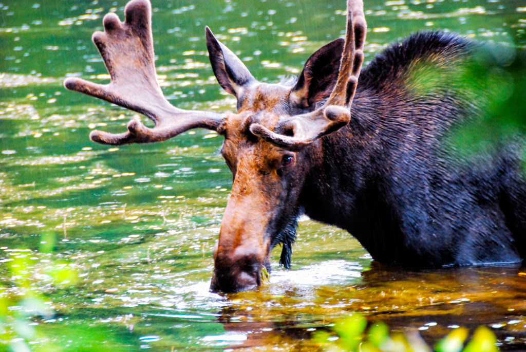 Bull Moose in New Hampshire