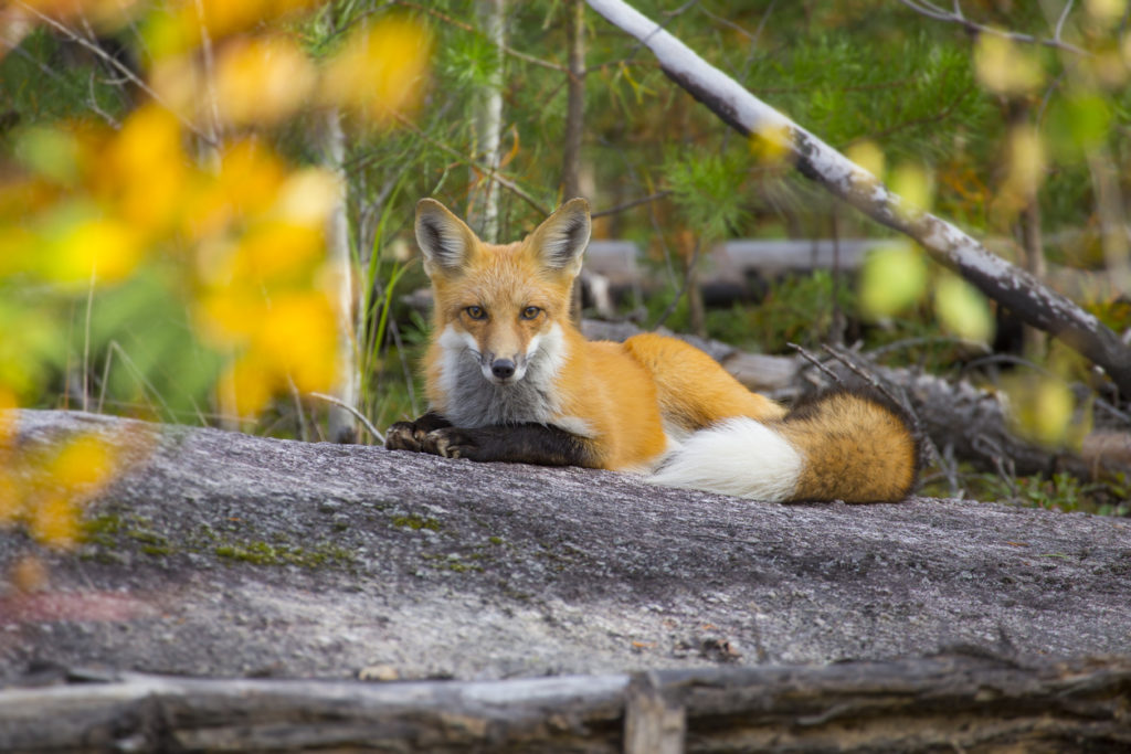 Fox on the Gunflint Trail in Northern Minnesota