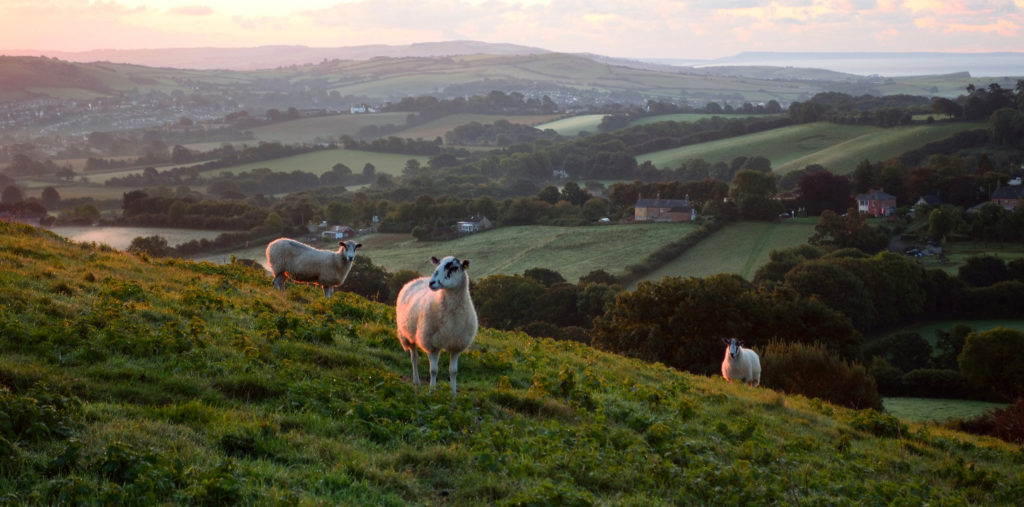 Marshwood Vale in Dorset