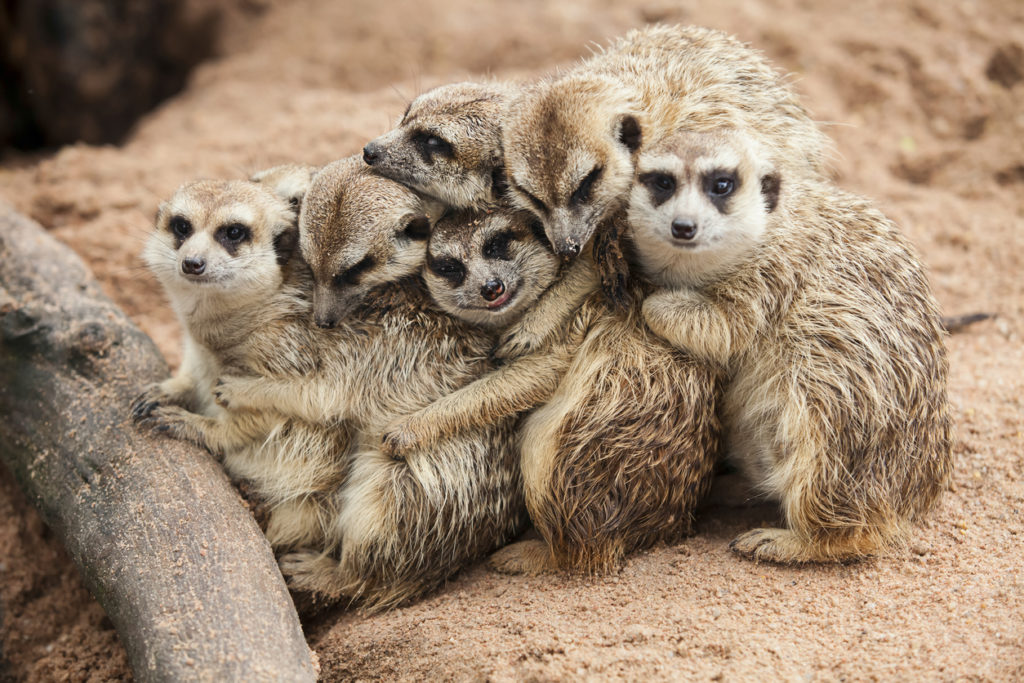 Meerkat Family at Longleat