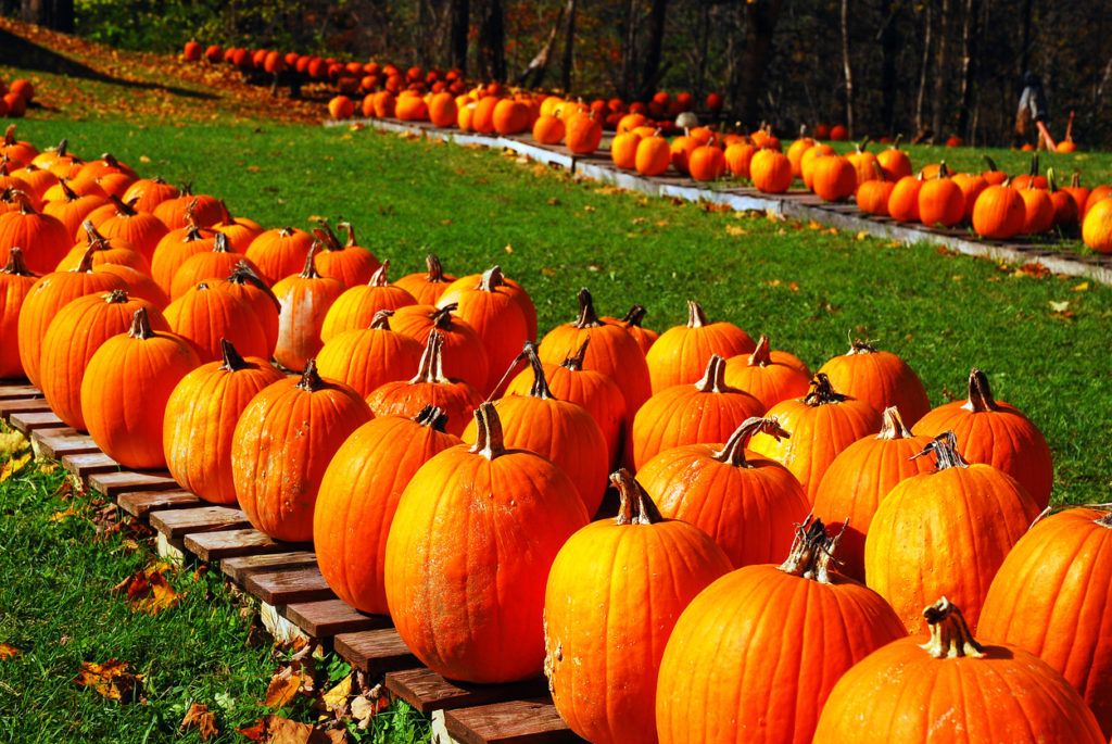 Pumpkins at a farm shop