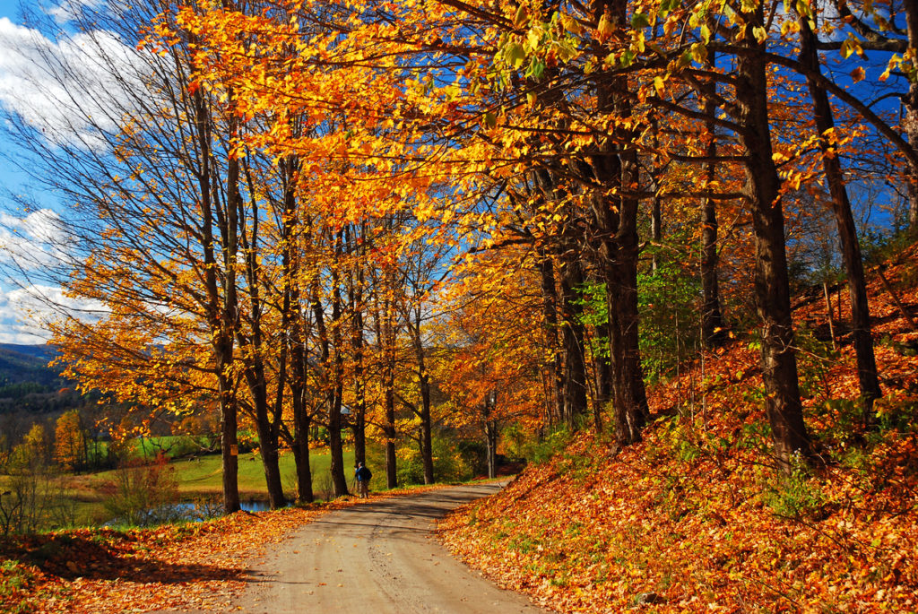 Stunning fall colours