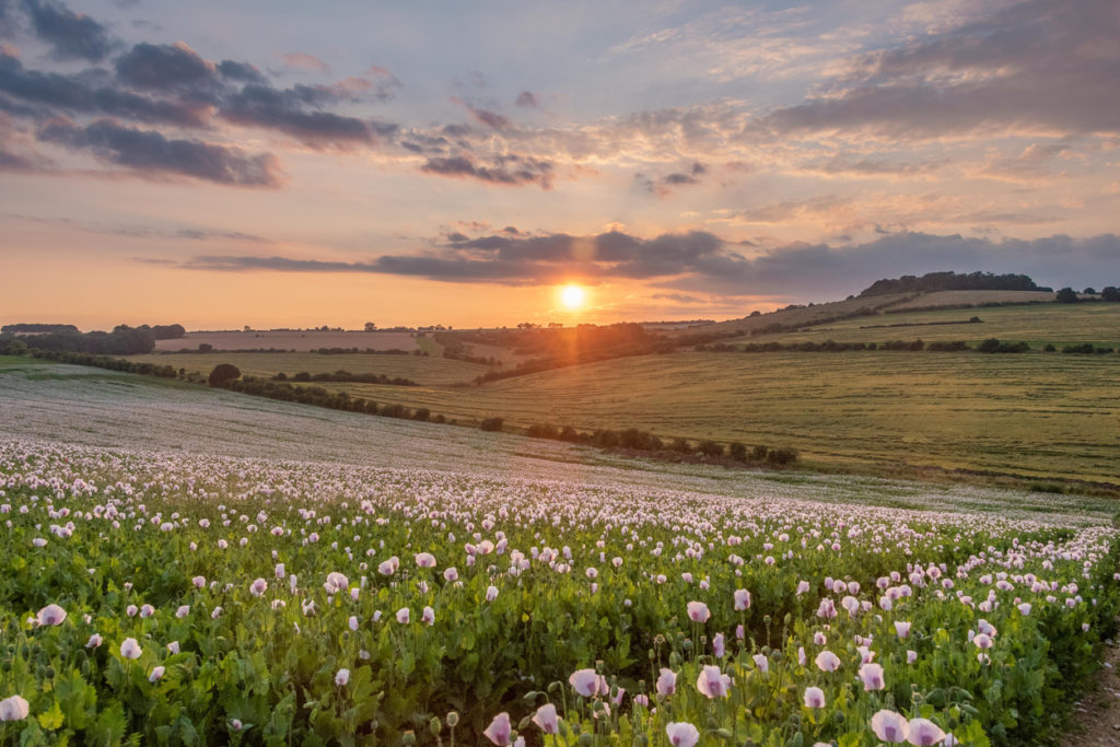 Sunset over opium poppy fields, Cranborne Chase