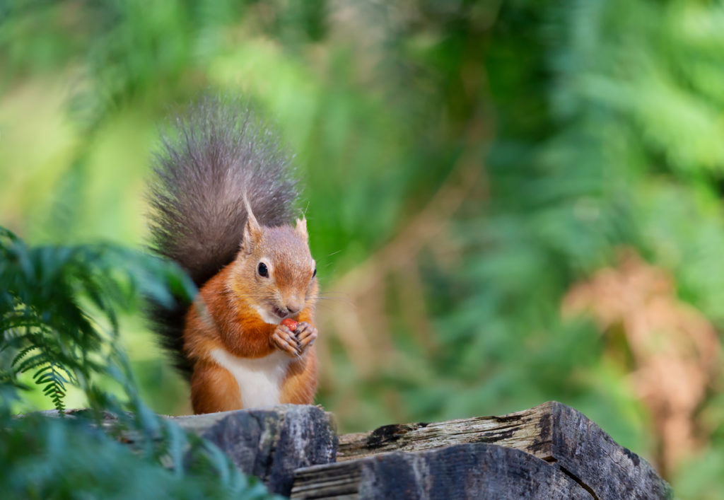 The rare red squirrel