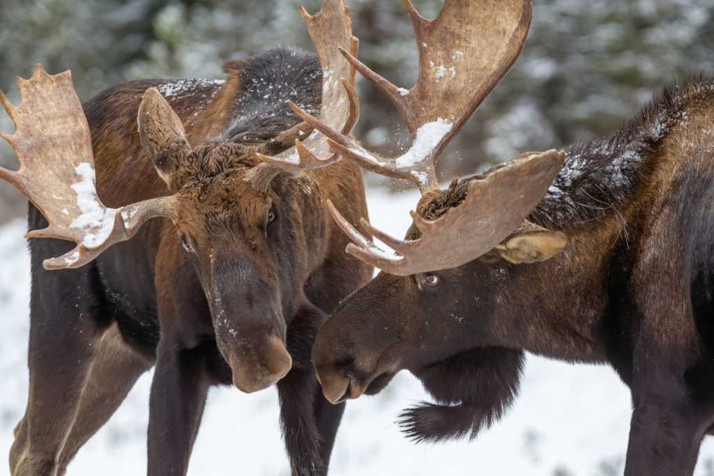 Two large moose sparring