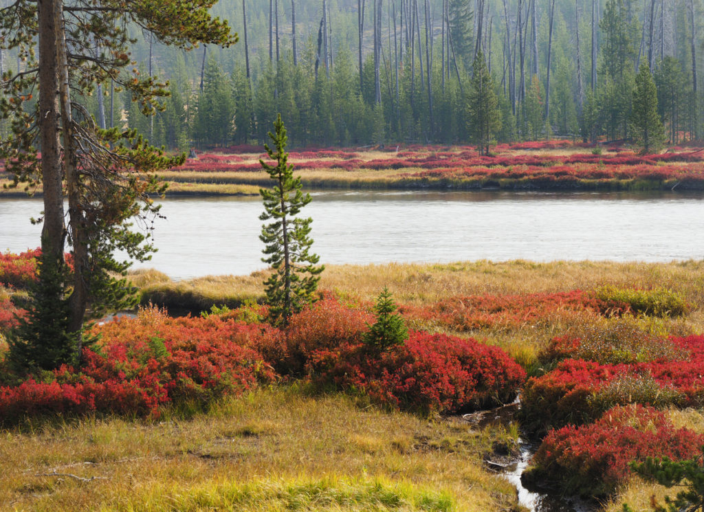Fall colours at Yellowstone National Park