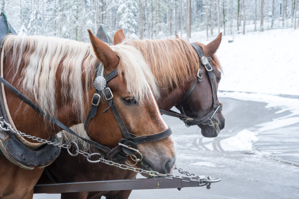 Horse Drawn Carriage