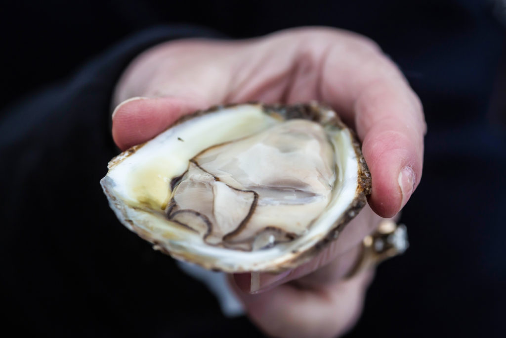 Oysters off Prince Edward Island