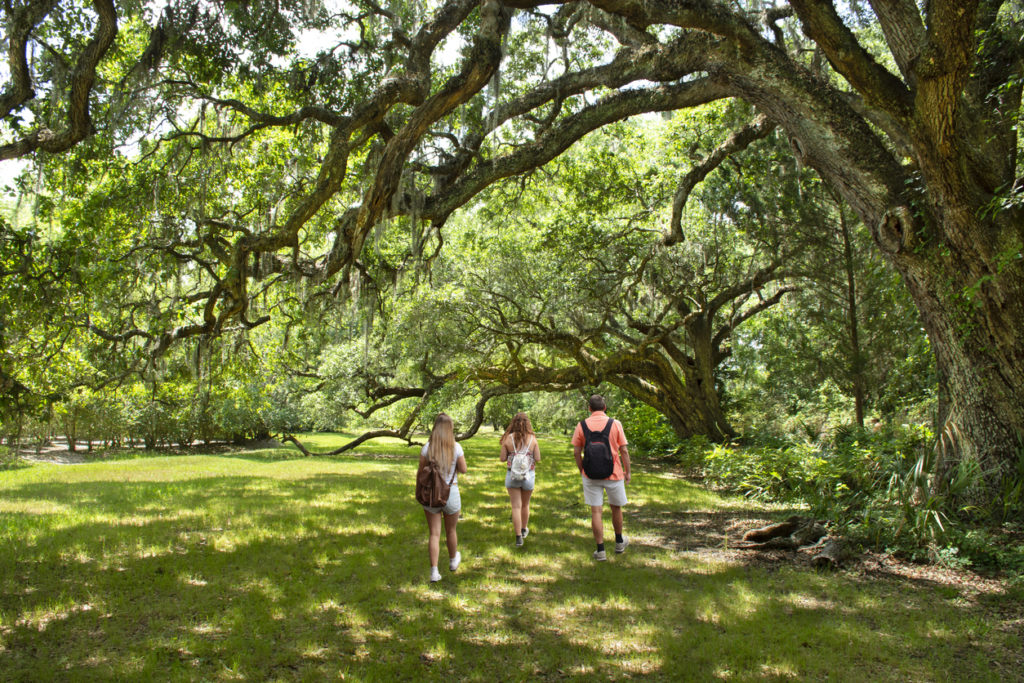 Taking a walk in the park gardens in Charleston