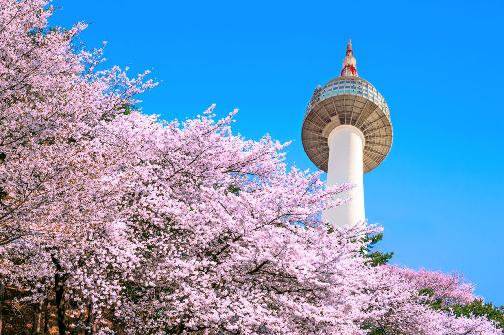 View of Seoul Tower and Pink Cherry Blossom
