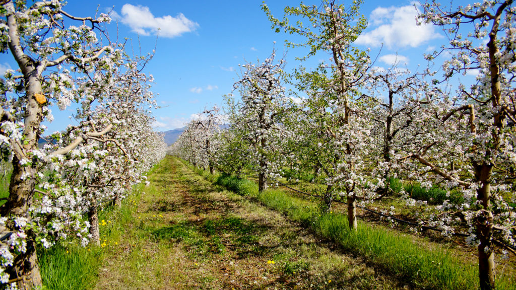 Apple orchard