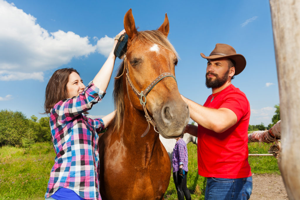 Brushing the mane of a purebred horse