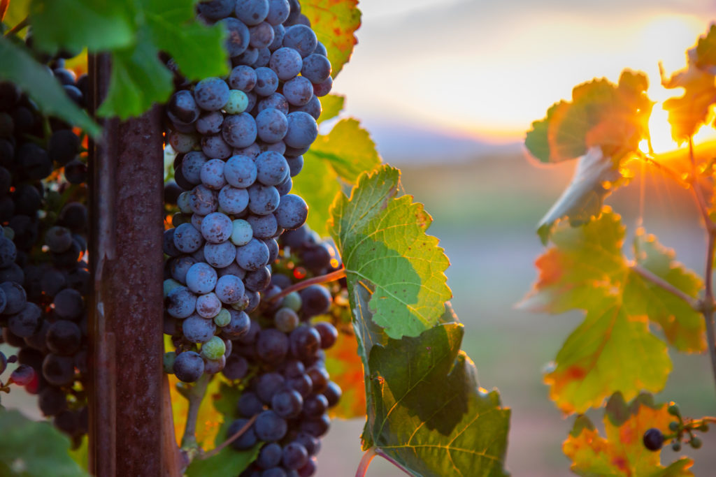 Grenache grapes on the vine at sunset in Arizona