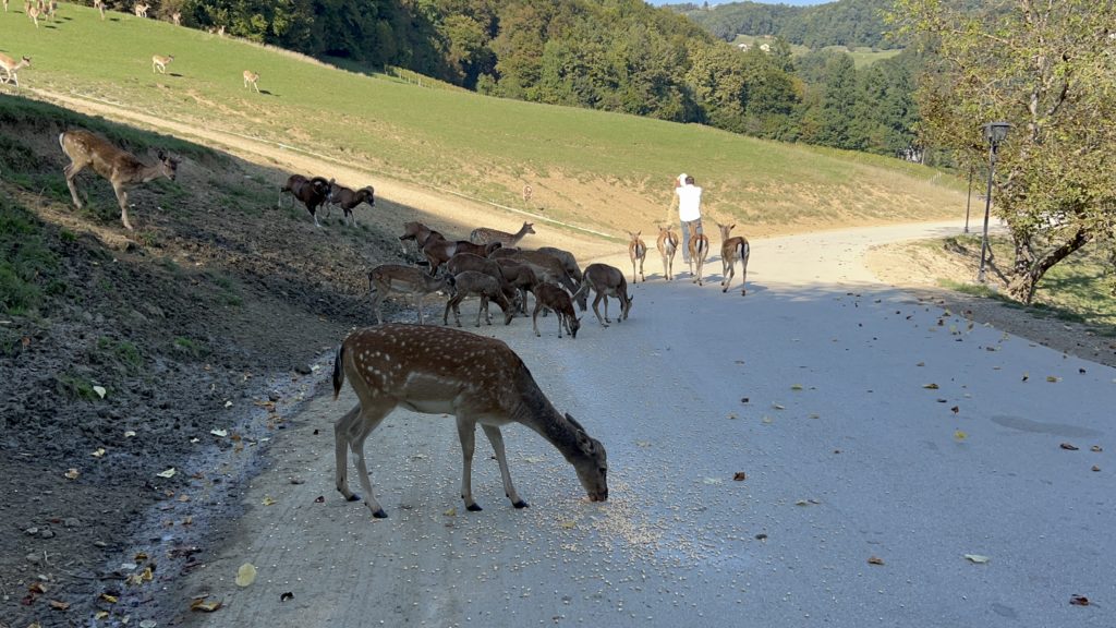 Feeding the deer at Deer Ridge, Slovenia