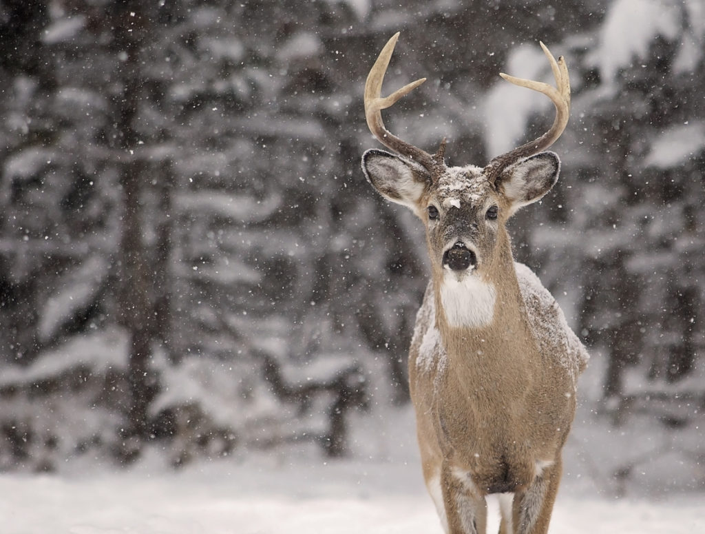 White tailed deer