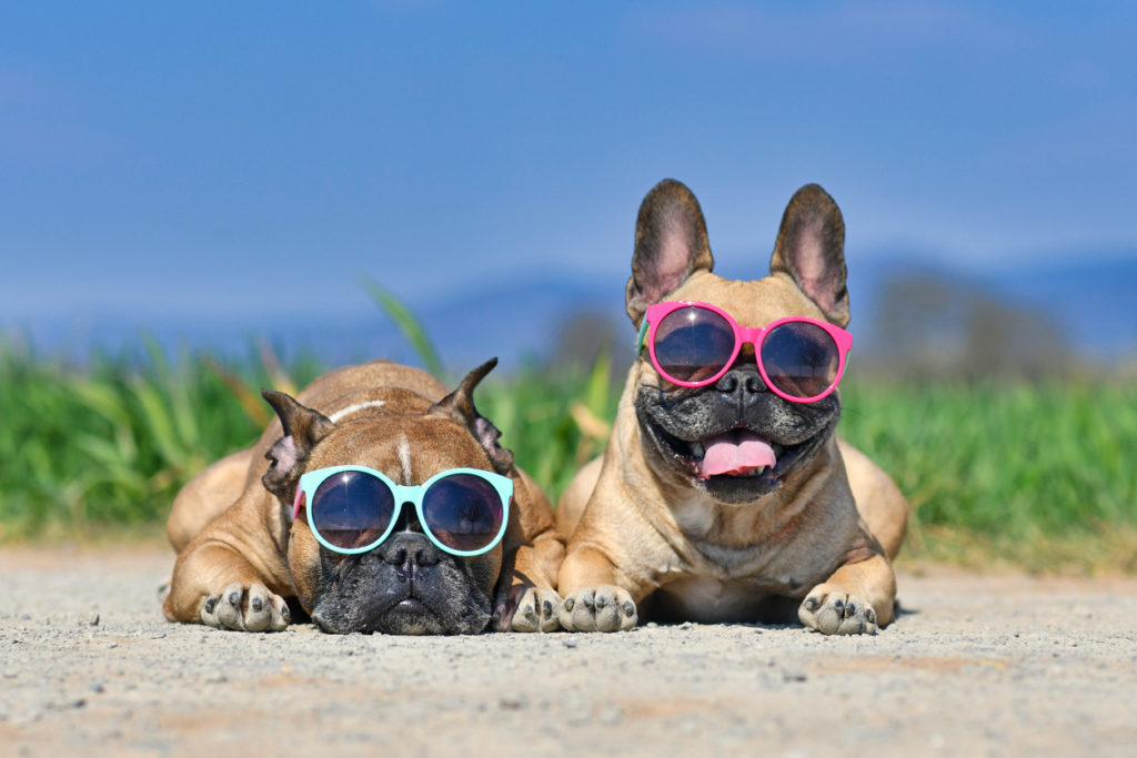 Two french bulldogs enjoying the sun