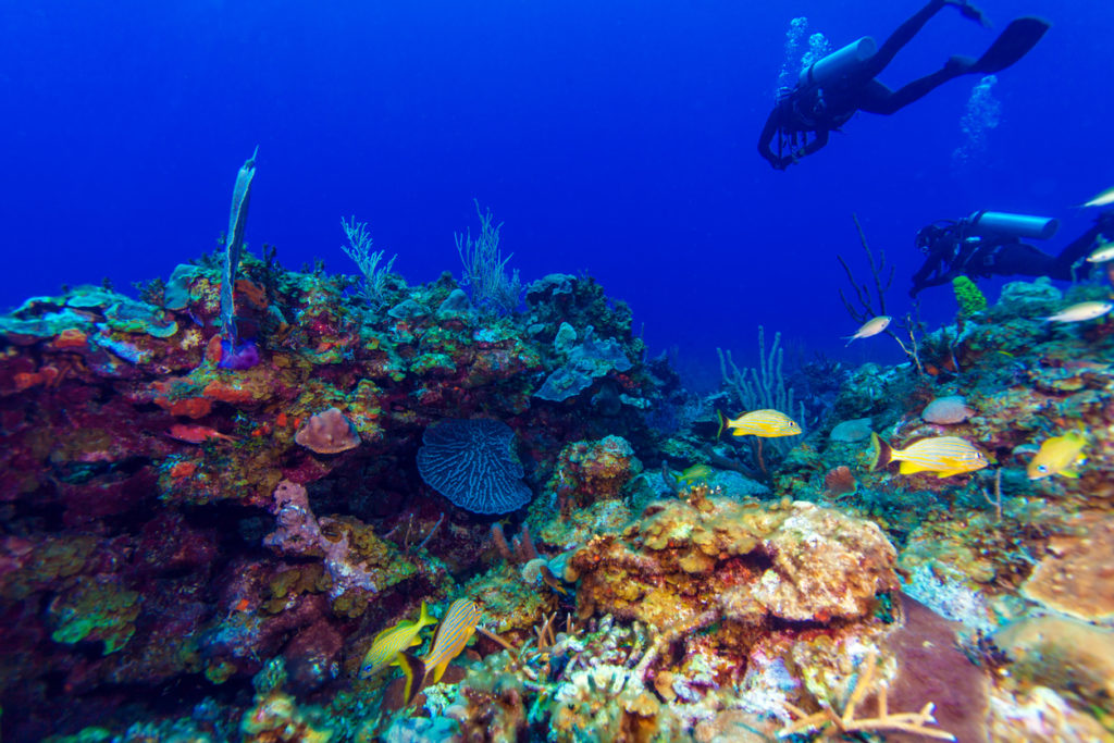 Colourful reef of Cuba