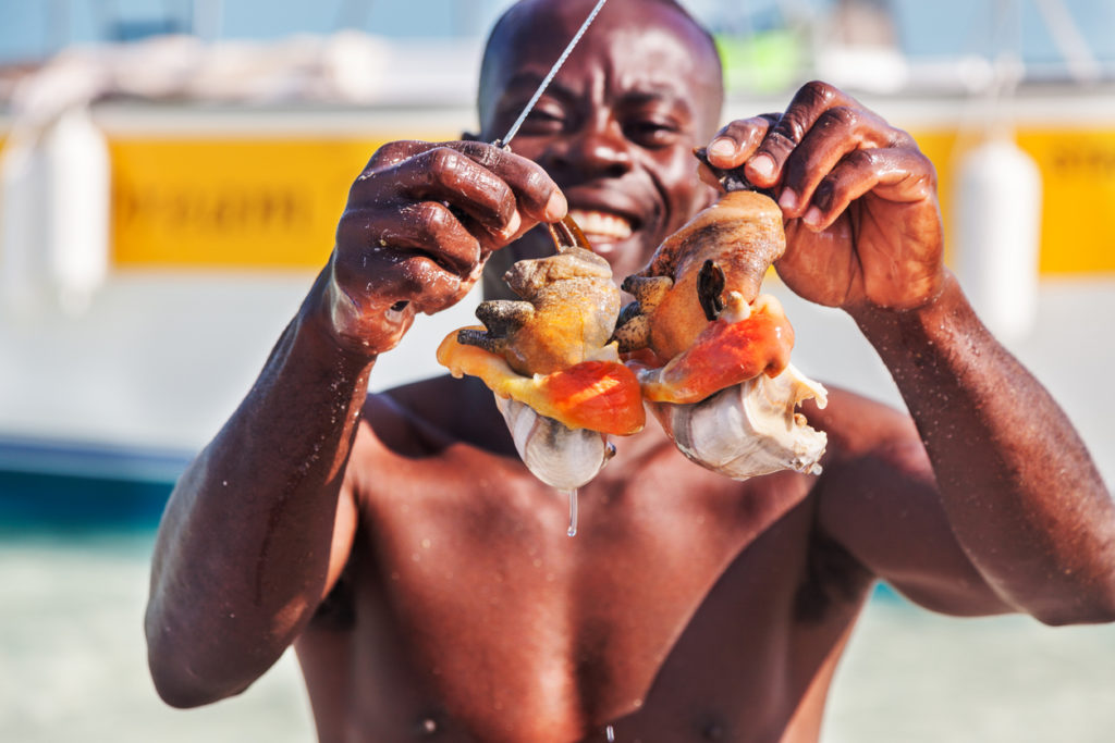 Conch shellfish