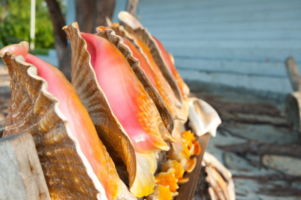 Conch shells