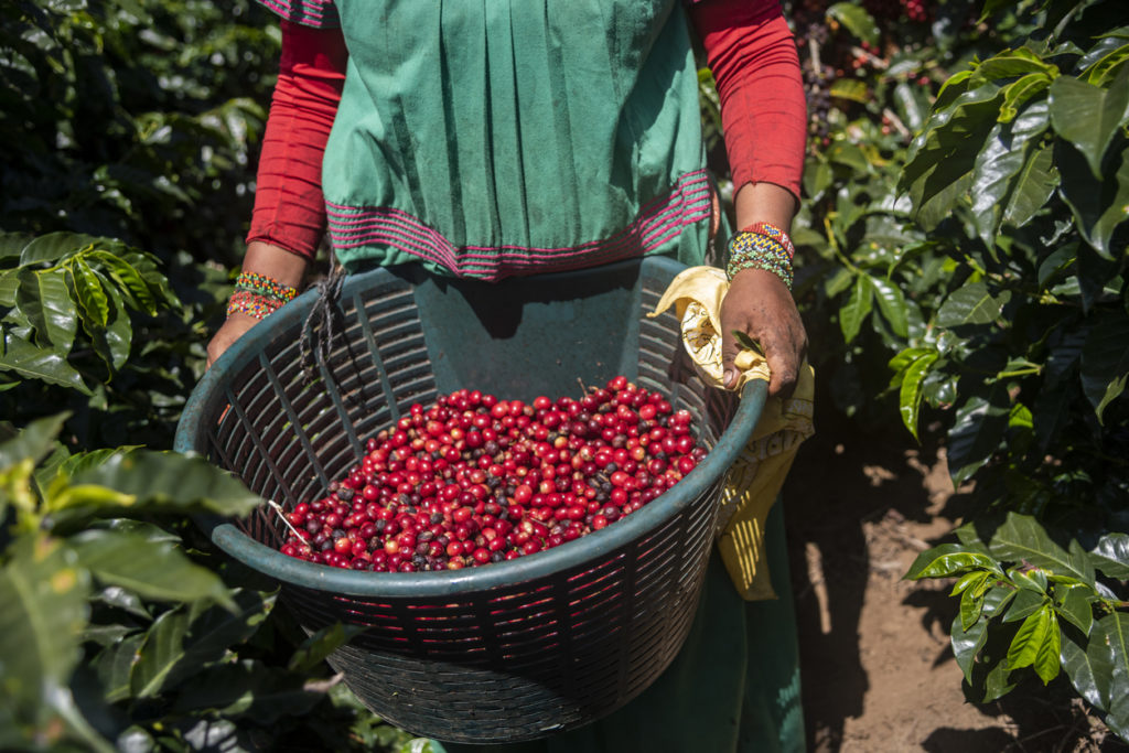 Freshly harvested coffee