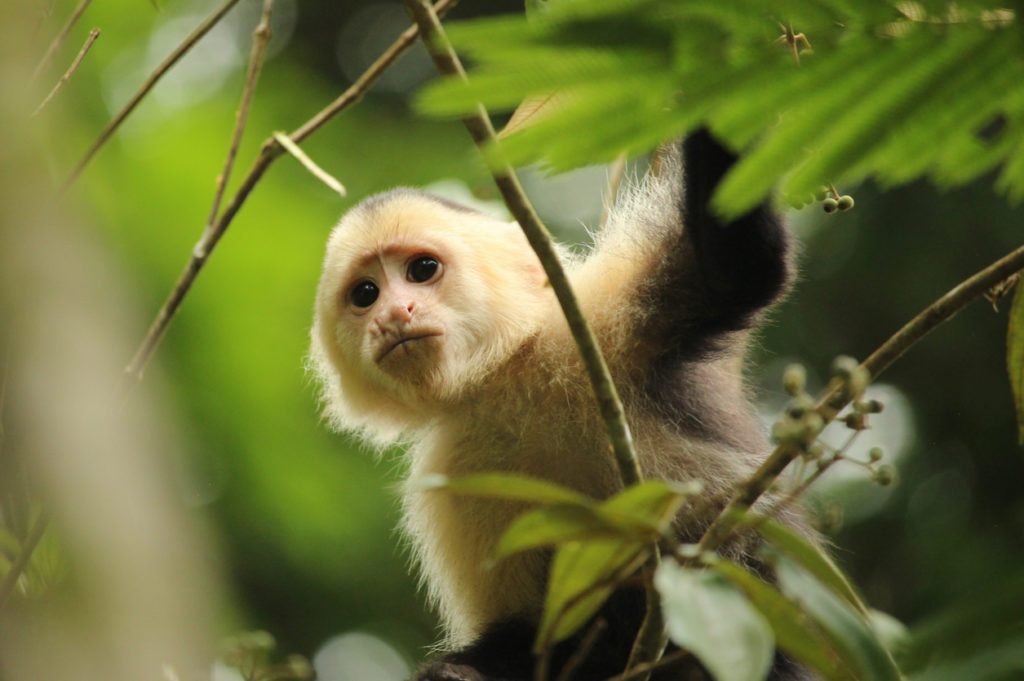 The Panamanian white-faced Capuchin