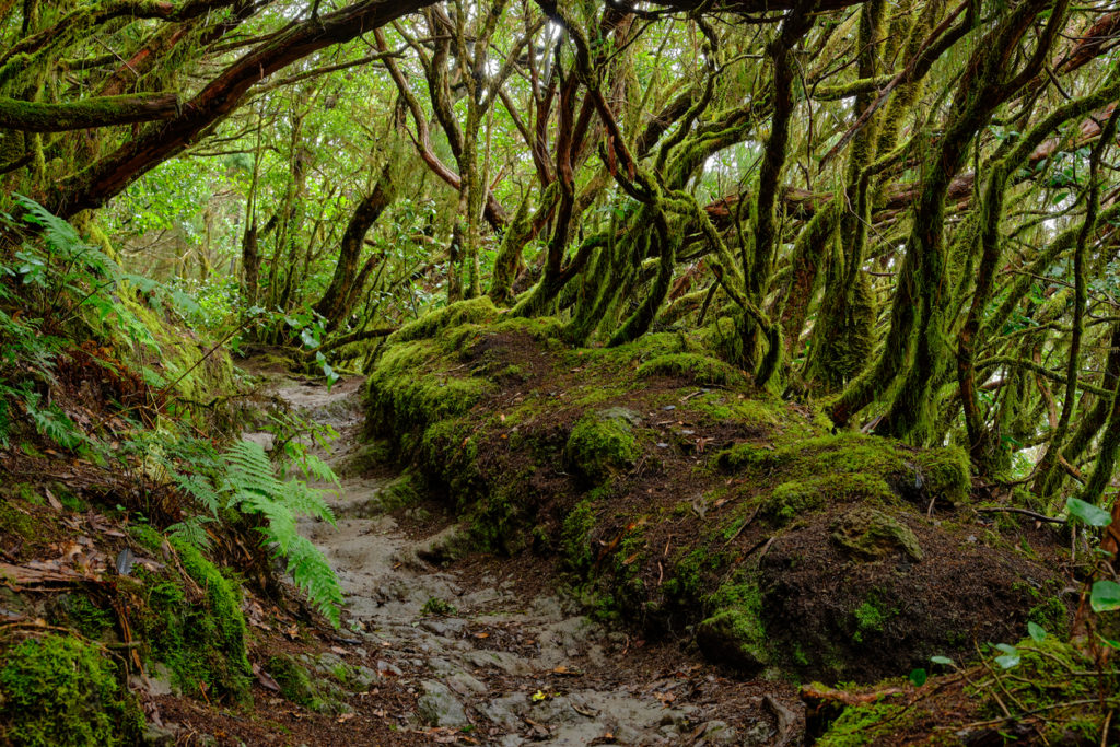 The enchanted forest of Pijaral