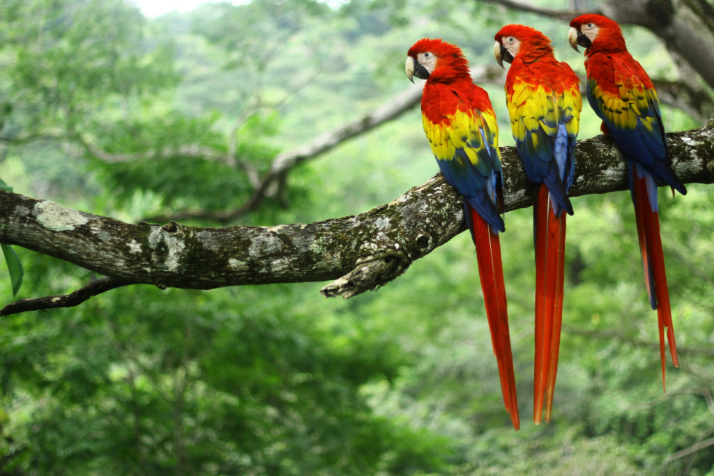 Three wild scarlet macaws