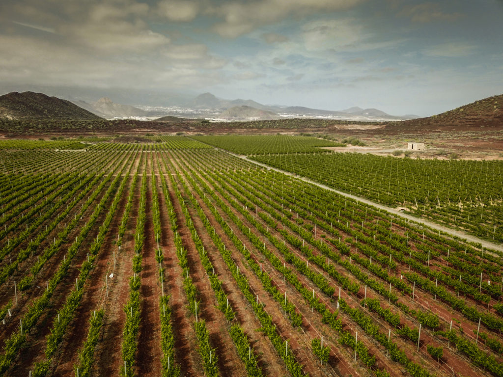 Vineyards of Tenerife