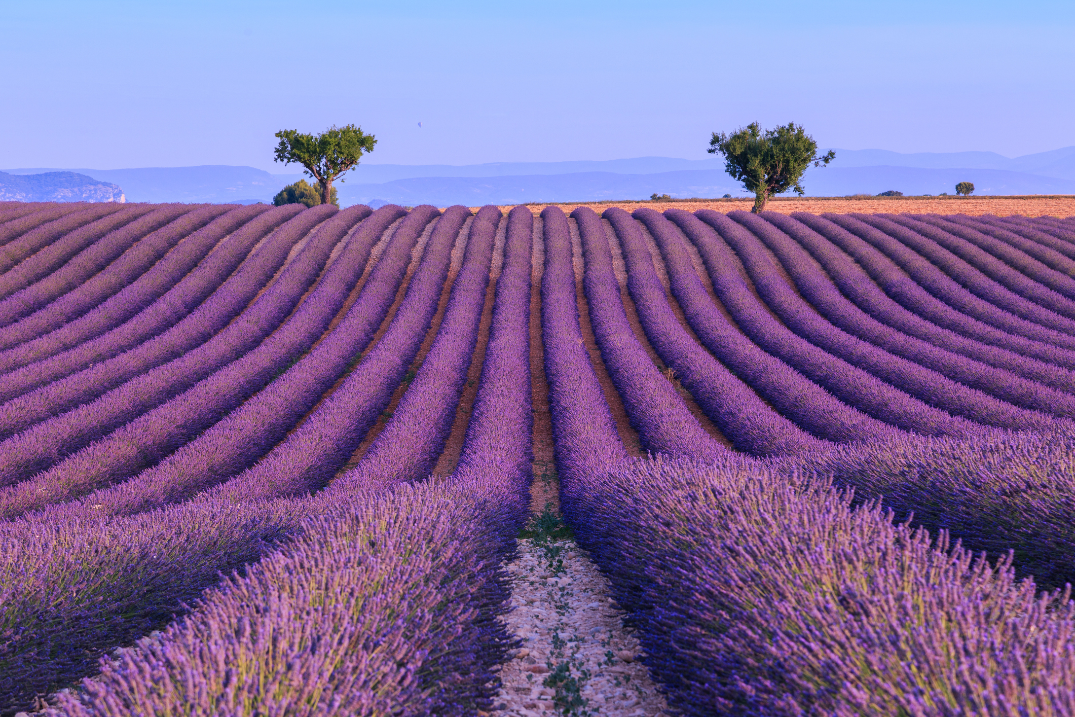Lavender-Wine-and-Timeless-Villages